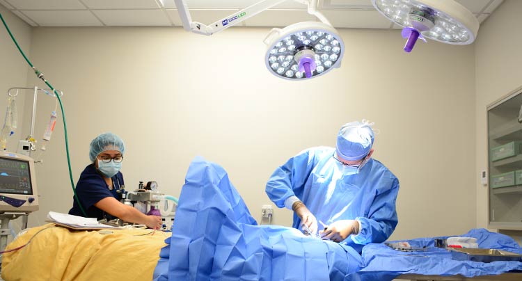 Specialty Surgical Services at Oyster Bay Animal Hospital