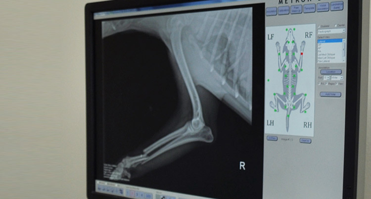 Veterinary Digital X-Rays at Oyster Bay Animal Hospital