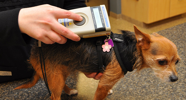 Pet Microchipping at Oyster Bay Animal Hospital